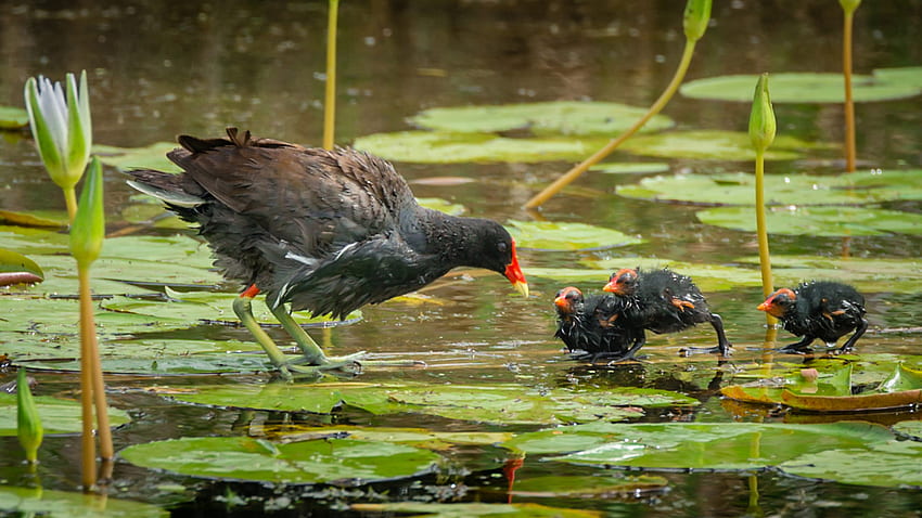Bird Common Gallinule In Family Rallidae Anahuac National Wildlife Refuge On The Texas Coast For Mobile Phones And Computer HD wallpaper