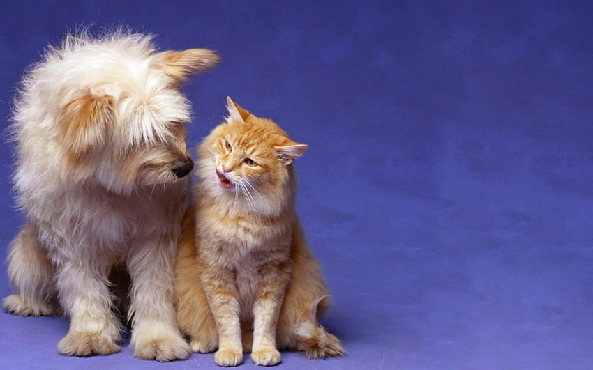 Best Friends, Animals, Cat, Dog, Shaggy HD wallpaper
