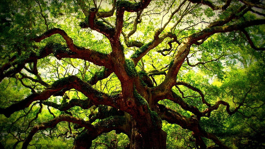 Angel Oak Tree und Hintergrund stmednet [] für Ihr , Handy & Tablet. Entdecken Sie Eiche. Eiche, Eiche, Eichenhintergrund, Eichenblatt HD-Hintergrundbild