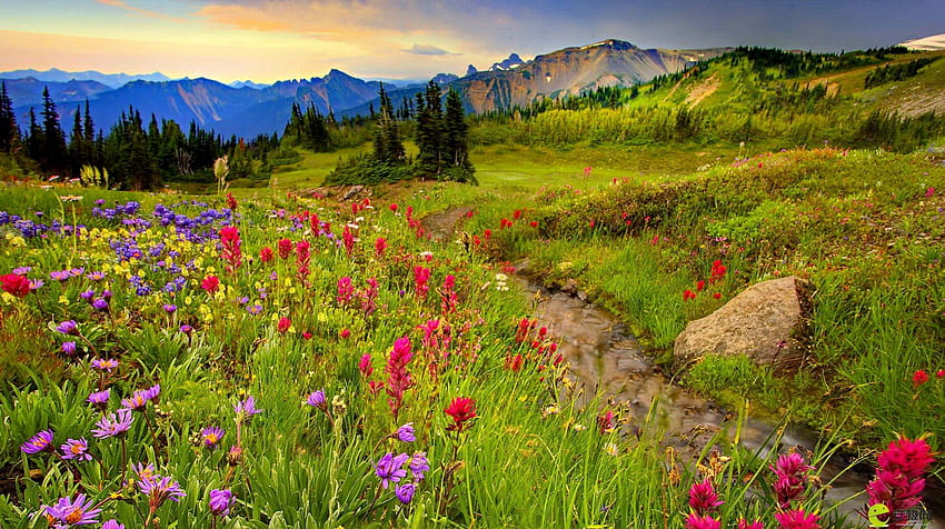 Mountain meadow, colorful, delight, peaks, floral, sunrise, nice, fragrance, wildflowers, greenery, sunset, slope, meadow, beautiful, grass, stones, summer, pretty, field, nature, sky, scent, flowers, lovely HD wallpaper