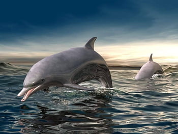 Dolphins live wallpaper for Android. Dolphins free download for tablet and  phone.