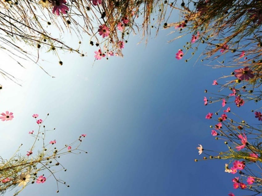 KOSMOS, Gras, Himmel, Blumen HD-Hintergrundbild