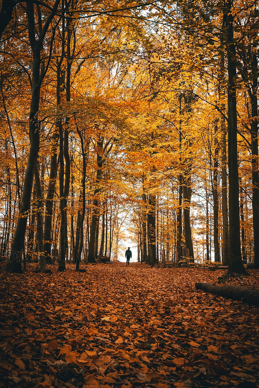 Nature, Trees, Autumn, Forest, Stroll, Loneliness HD phone wallpaper