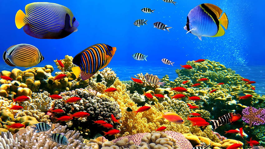 Exotic - Lakshadweep Islands Coral Reefs HD wallpaper
