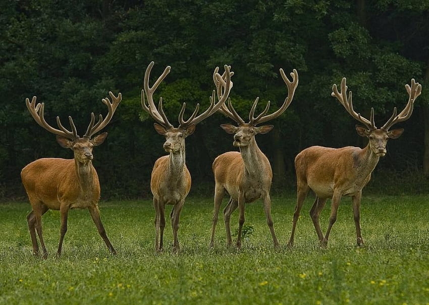 THE HERD, animal, brown, wildlife, deer, antlers, buck HD wallpaper