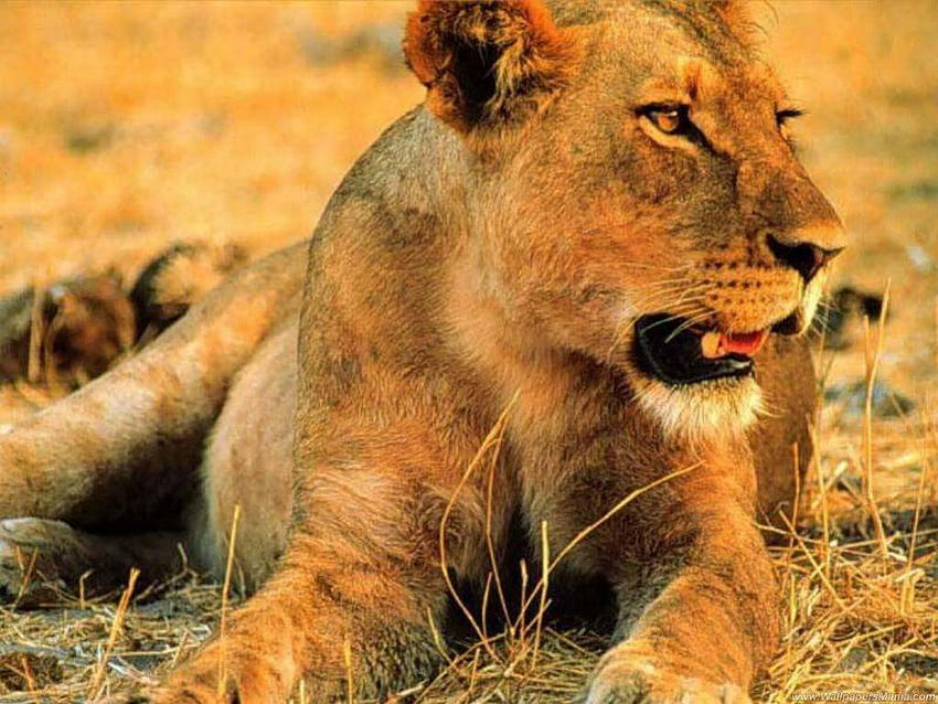Löwin, Tiere HD-Hintergrundbild