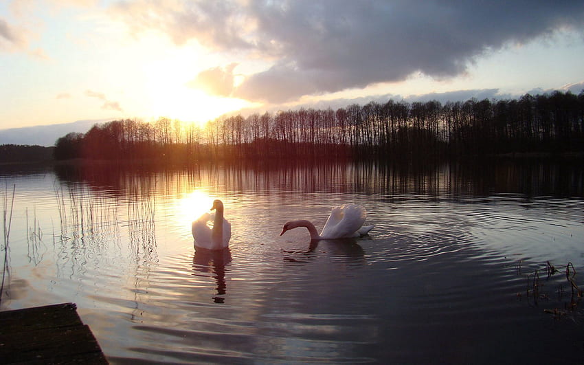 Animals, Sun, Swans, Lake, Silhouette, Bird HD wallpaper