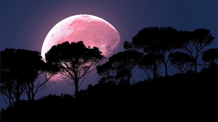 Night, Moon, Dark, Wood, Tree, Planet, hop, Full Moon HD wallpaper
