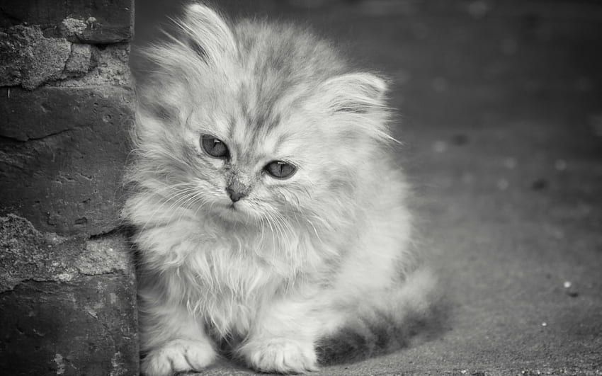 Kitten, sweet, animal, white, black, bw, cute, cat, sad HD wallpaper