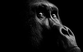 gorilla face stencil
