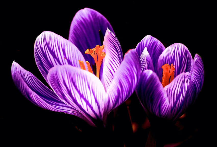 Crocus สีม่วง กลีบ ดอกไม้ สวน ฤดูใบไม้ผลิ ดอก วอลล์เปเปอร์ HD