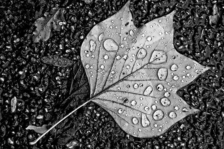 Water Droplets On Leaf Monochrome, graphy,, Black Leaf HD wallpaper