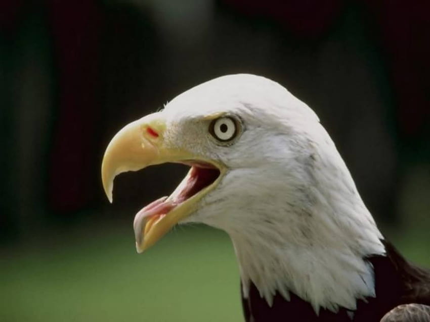 The Bald Eagle, sky, feathers, eagle, bird of prey HD wallpaper