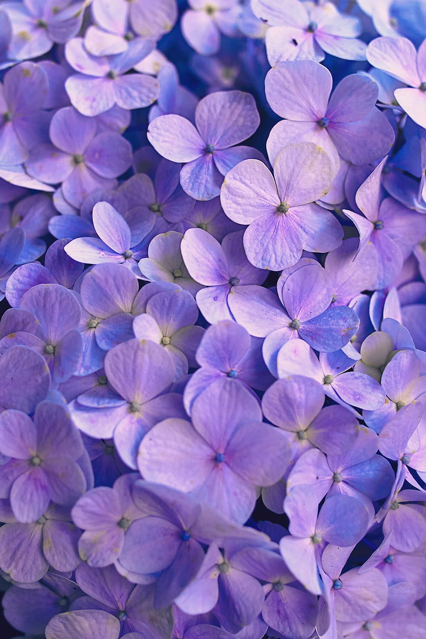 Purple Flowers, Beautiful Purple Flowers HD phone wallpaper