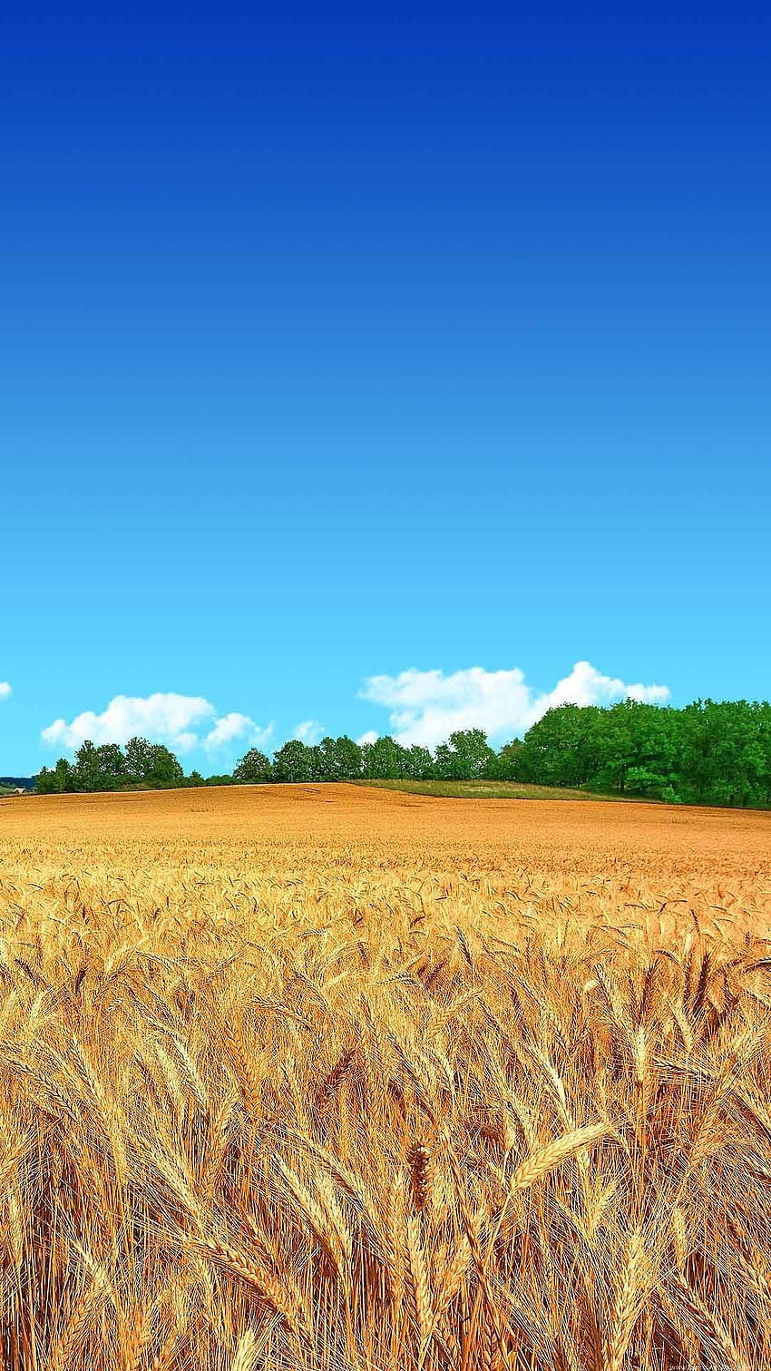 Pole pszenicy Czyste, błękitne niebo Tapeta na telefon HD