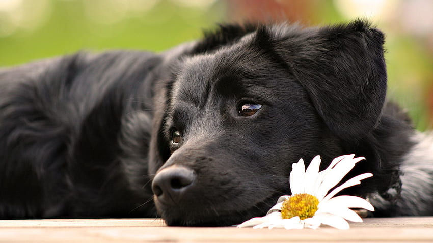 Tiere, Blume, Hinlegen, Liegen, Hund, Schnauze, Traurigkeit, Trauer, Warten, Erwartung HD-Hintergrundbild