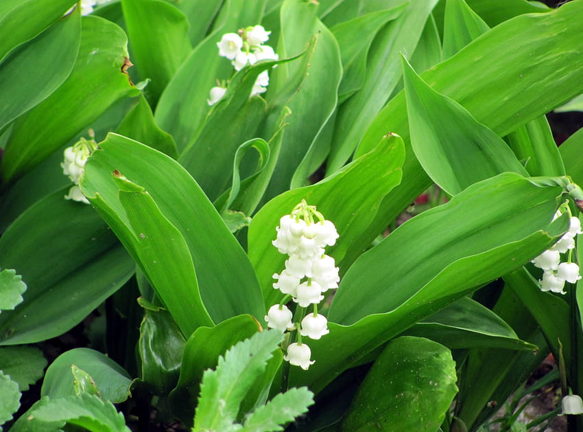 Flowers, Lily Of The Valley, Greens, Spring, Primrose HD wallpaper