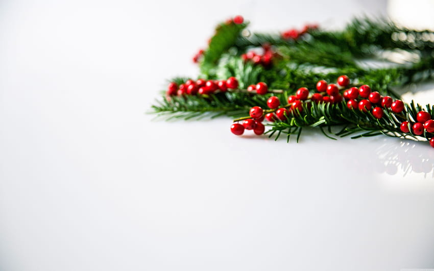 Christmas Holly Berries Background ❤ for HD wallpaper