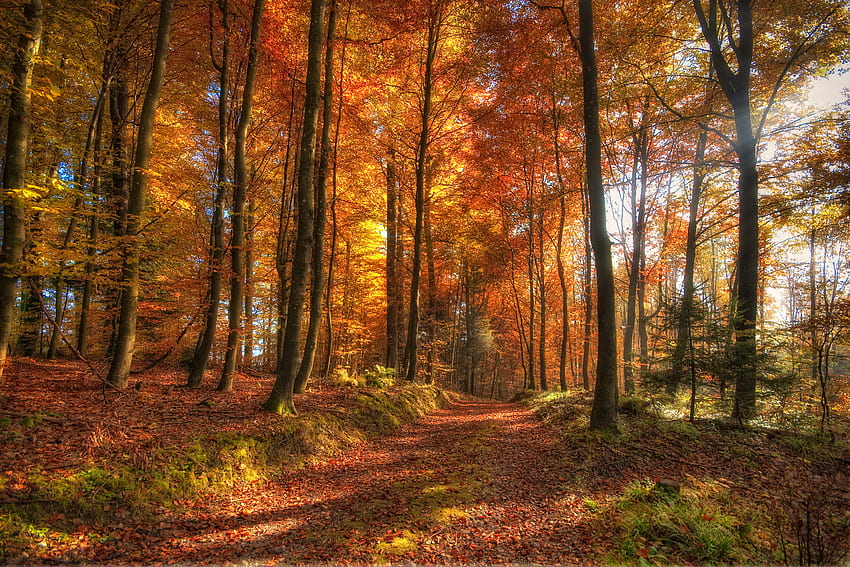 Beautiful fall scenery HD wallpapers | Pxfuel
