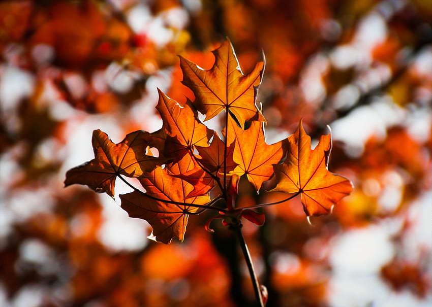 Nature, Leaves, Blur, Smooth, Maple HD wallpaper