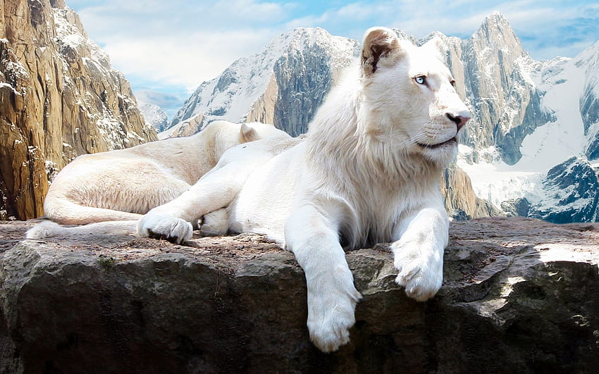 Seven Lions için jpg formatında Kar Aslanı HD duvar kağıdı