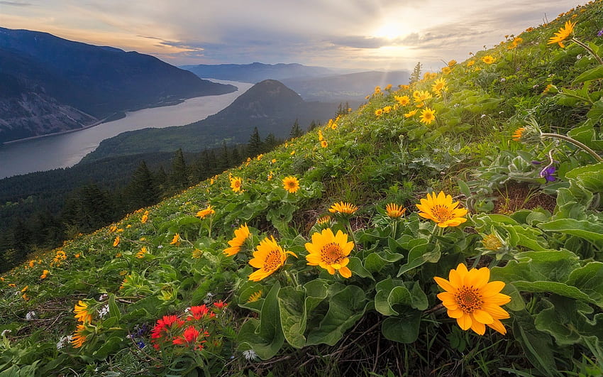Dog Mountain, Yellow Flowers, Slope, Cascade - Mountain Range With River And Flowers, Cascade Mountains HD wallpaper
