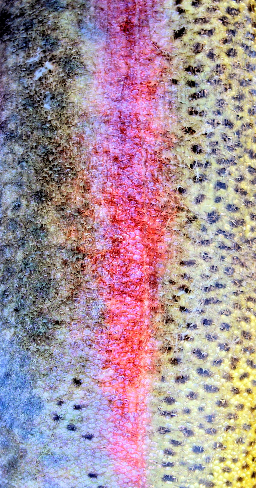 Rainbow Trout Pattern, Rainbow Trout, Fish HD phone wallpaper