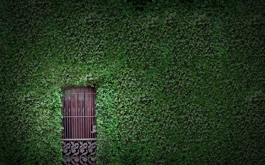 Natur, Häuser, Hecken, Tore, Türen, Reben, grüne Reben HD-Hintergrundbild