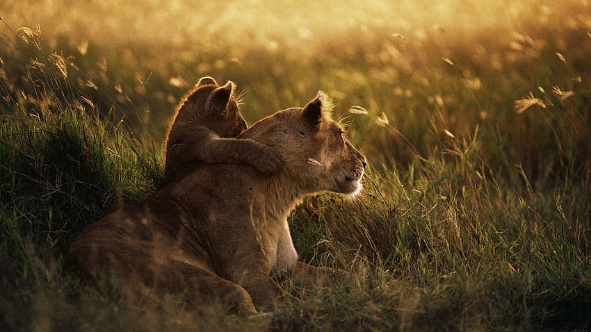 Animals, Sunset, Grass, Young, Shadow, Lion, Lioness, Care, Joey HD wallpaper
