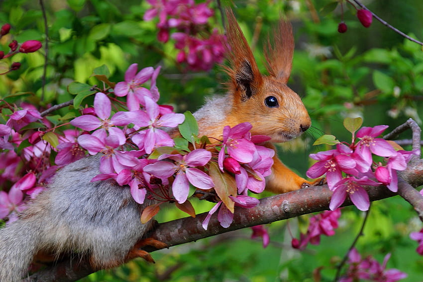 Squirrel, animal, cute, spring, veverita, branch, pink, green, apple flower, blossom HD wallpaper