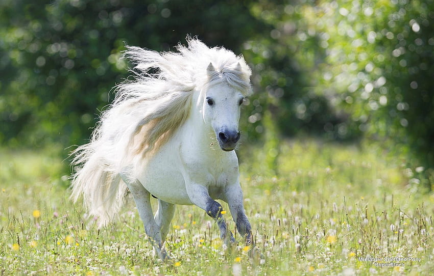 วิ่ง ม้า แดนดิไลออน สวย ขาว จอกว้าง พื้นหลัง ม้า ทุ่ง เต็มจอ วิ่ง ม้าตัวเล็ก สำหรับ ส่วน животные วอลล์เปเปอร์ HD