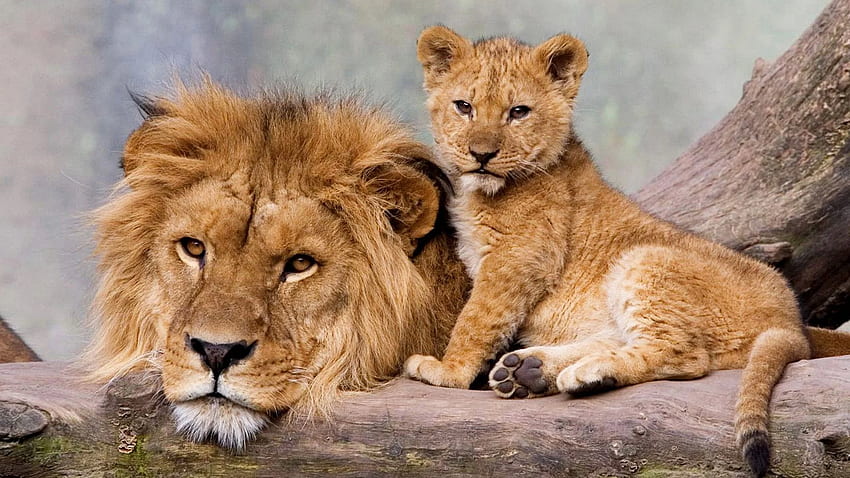 Leão adulto e jovem pai e filho para laptop papel de parede HD