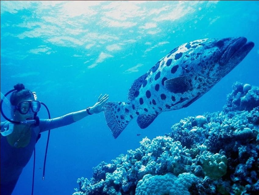 Animais subaquáticos, debaixo d'água, peixes, animais, mergulho papel de parede HD