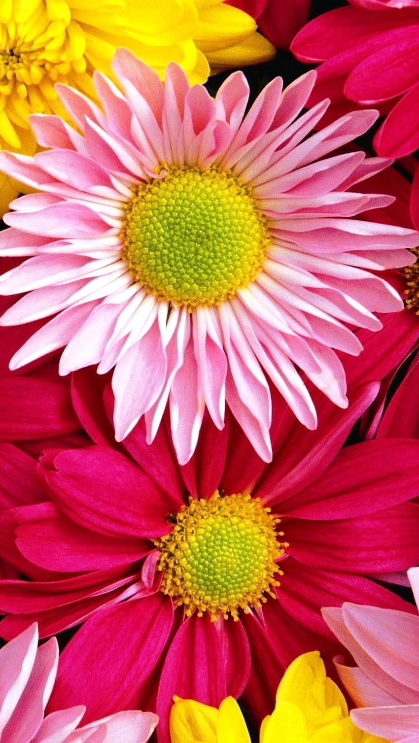 IPhone . . Blumen, Blumenhintergrund, bunte Blumen HD-Handy-Hintergrundbild