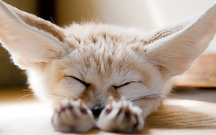 Fennec Fox  San Diego Zoo Animals & Plants