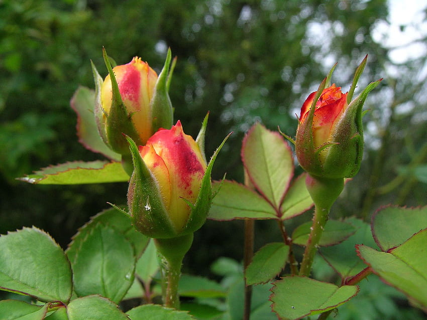 Rosebuds, garden, red yellow, buds, roses HD wallpaper