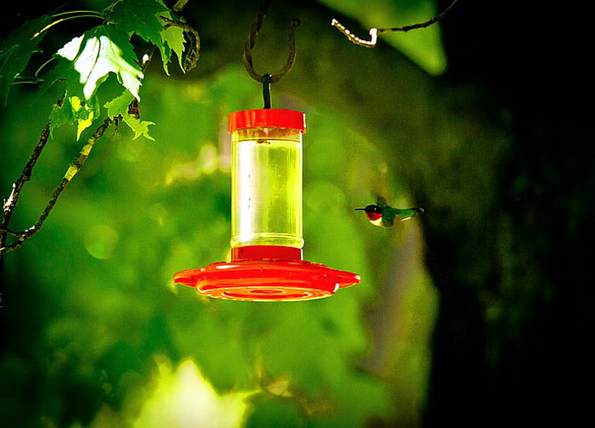 Sweet shop, nectar, feeder, sunlight, humming bird, green, tree HD wallpaper