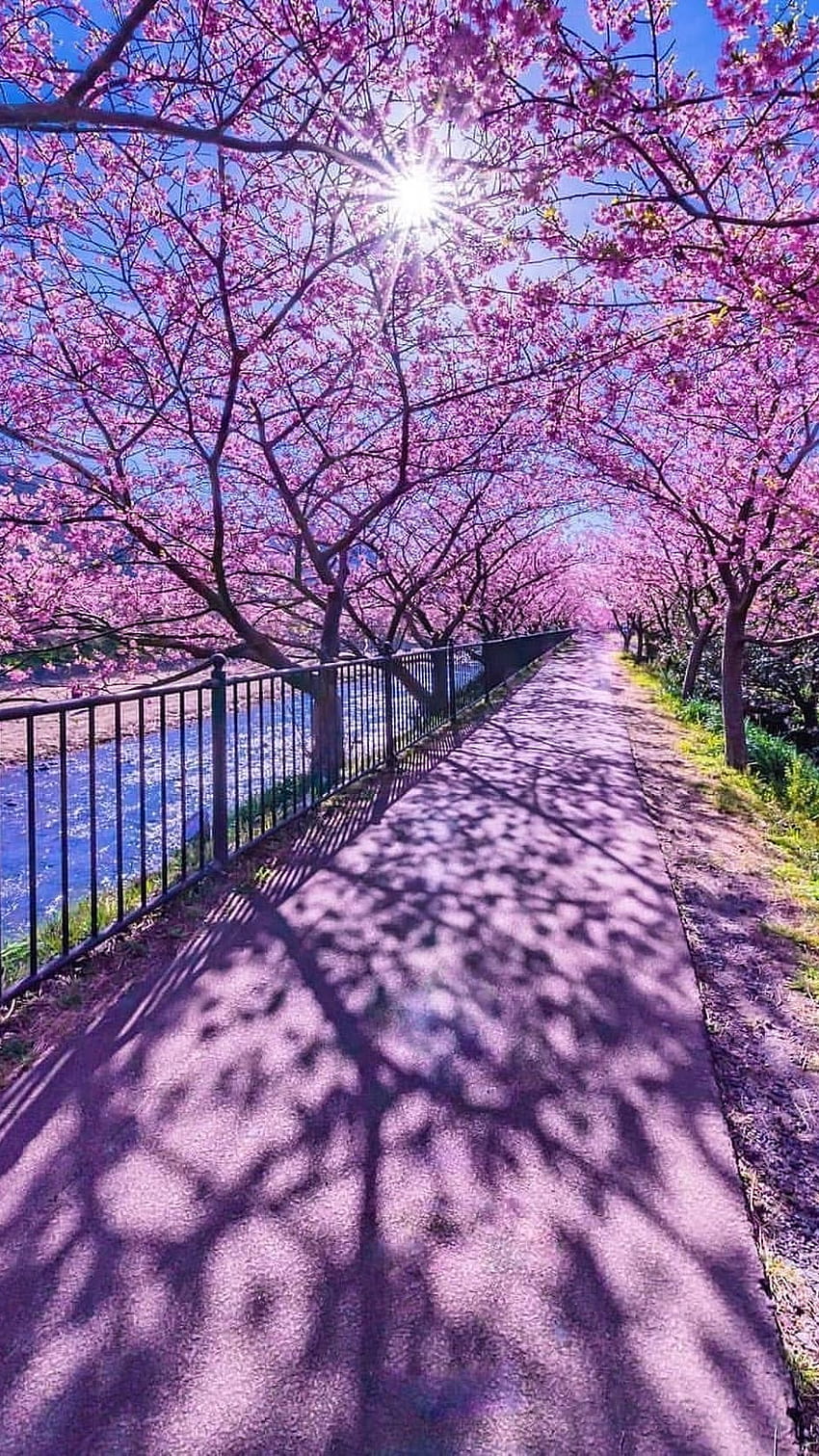 Frühling, Frühlingsblumenbaum HD-Handy-Hintergrundbild