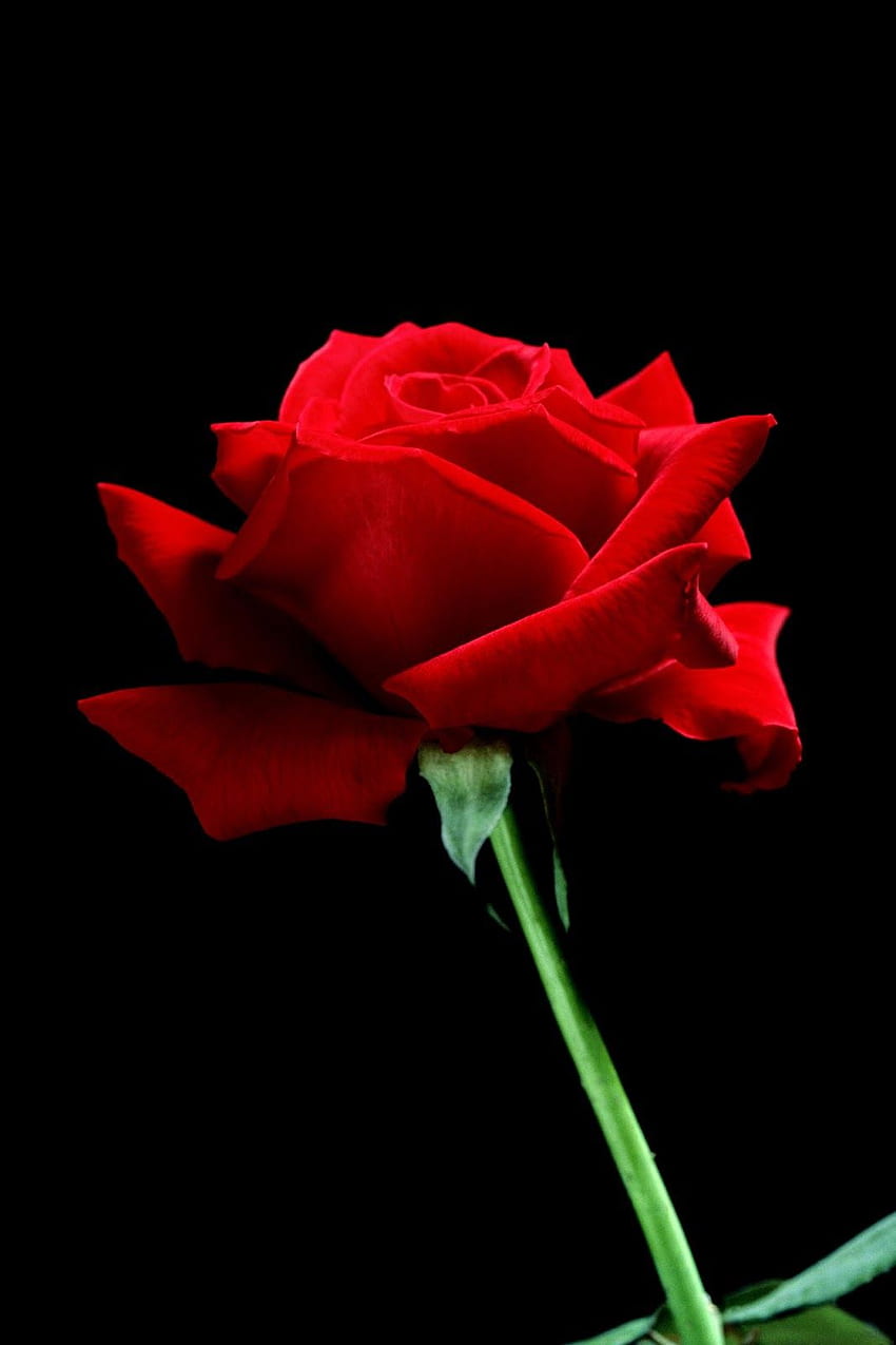 Einzelne rote Rose HD-Handy-Hintergrundbild