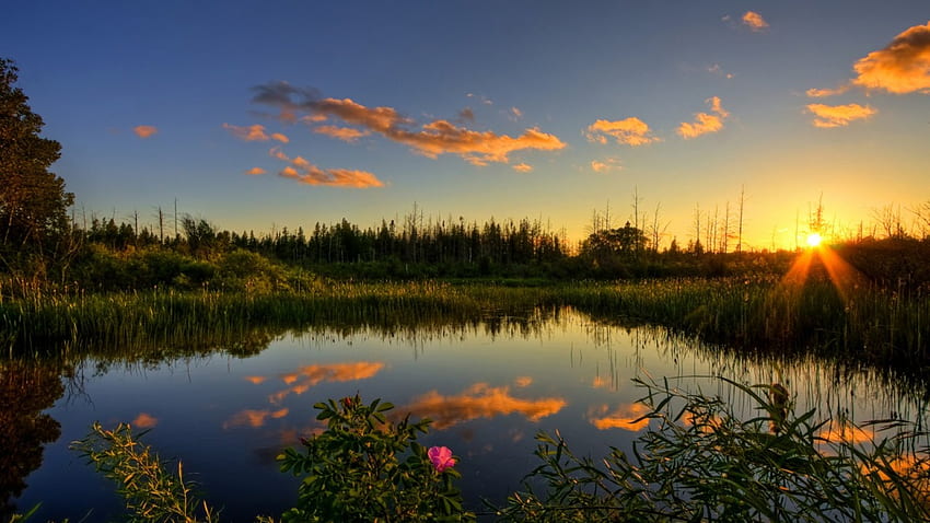 Sunset Lake, buisson, herbe, terre, lac, lumière du jour, rose, jour, fleur, nuages, arbres, nature, ciel, eau, soleil, forêt, coucher de soleil Fond d'écran HD
