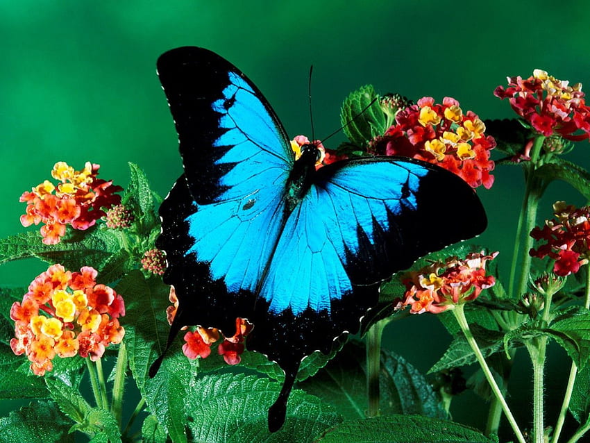 Ulysses Kupu-kupu, sayap, halus, kupu-kupu, Biru Wallpaper HD