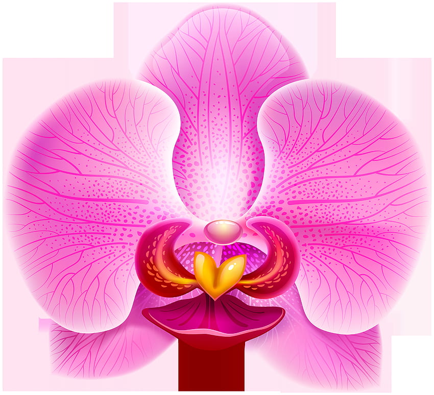 Pink Orchid PNG Clip Art High Quality And Transparent PNG Clipart HD wallpaper