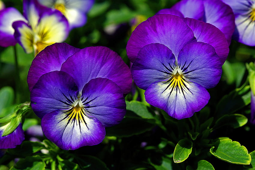 Closeup de amores-perfeitos, amores-perfeitos, verão, frescura, jardim, flores, linda, primavera, parque papel de parede HD