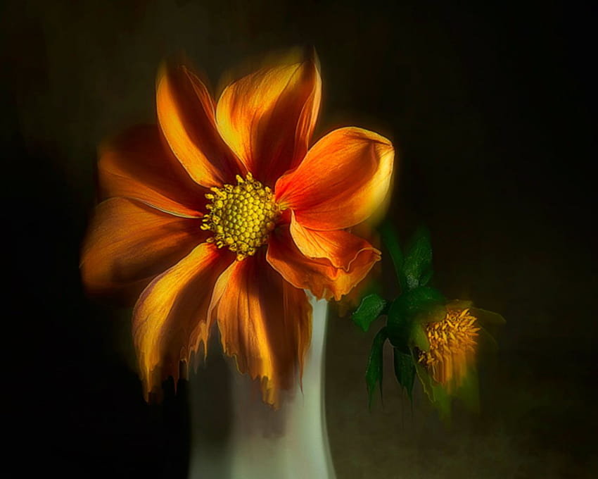 Beautiful flower, orange, art, petals, flower HD wallpaper