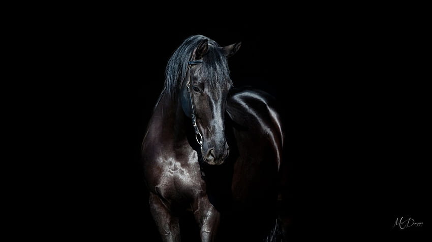 Black Stallion, cavallo, nero, equestre, Black Beauty, tema Firefox Persona, dark Sfondo HD