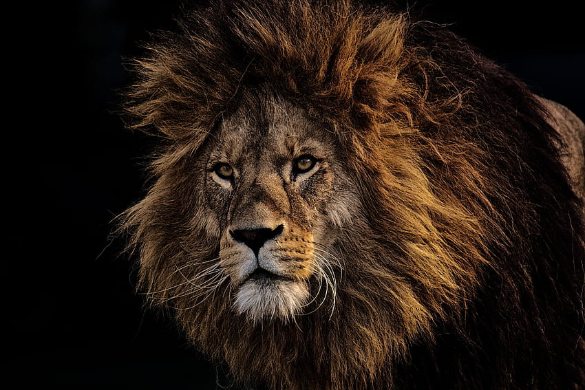 捕食者、動物、銃口、ライオン、たてがみ、百獣の王、百獣の王 高画質の壁紙