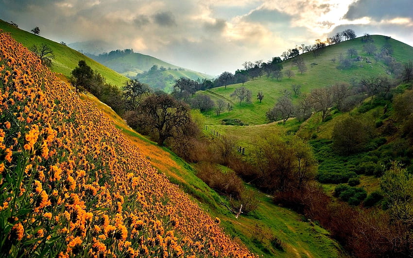 Fields and Hills . Valley of flowers, Valley landscape, Uttarakhand HD wallpaper