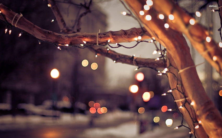 Fairy Lights Fairy Lights Aesthetic Graphy HD Wallpaper Pxfuel