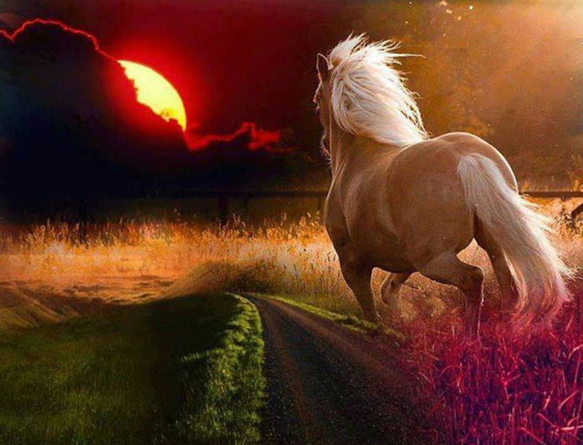 Cavalo correndo ao pôr do sol, animal, cavalo, corrida, pôr do sol papel de parede HD