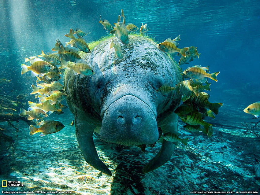Green and brown leaf plant, manatee, animals, National, National Geographic HD wallpaper